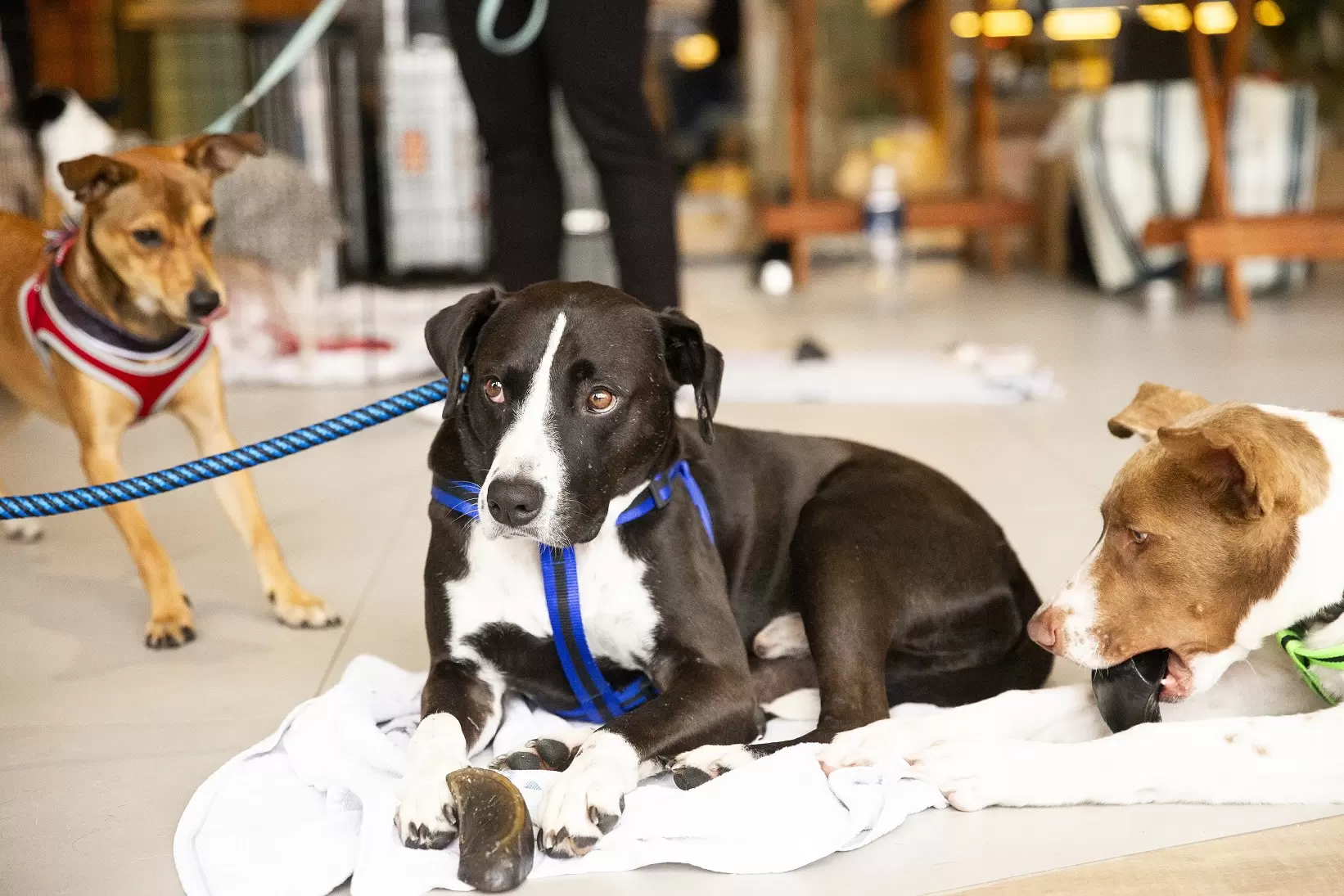 Mercadão de Coqueiros recebe feira de adoção de cães