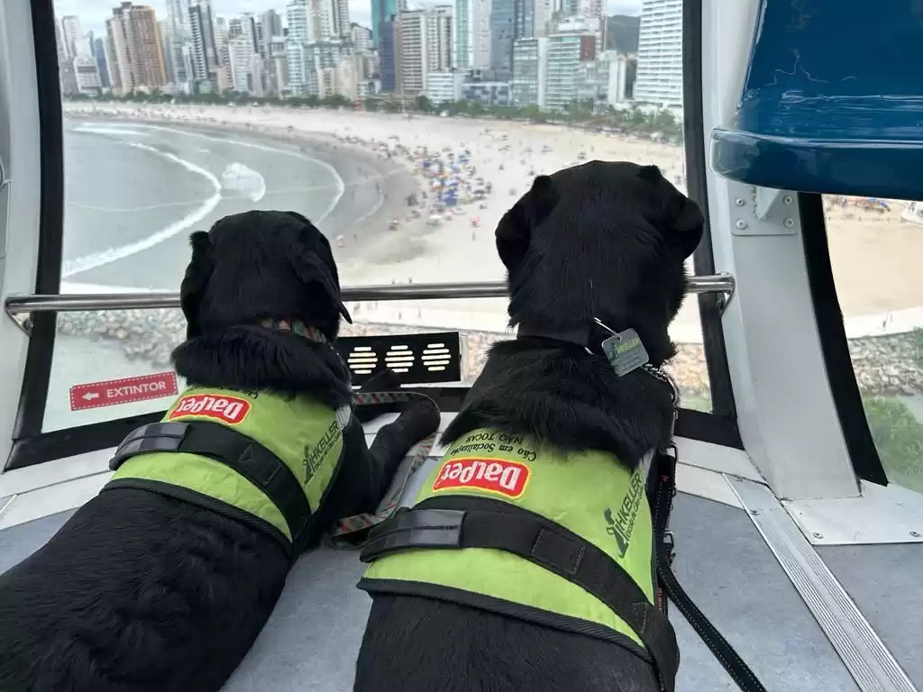 Cães guias fazem treinamento na roda gigante em Balneário Camboriú