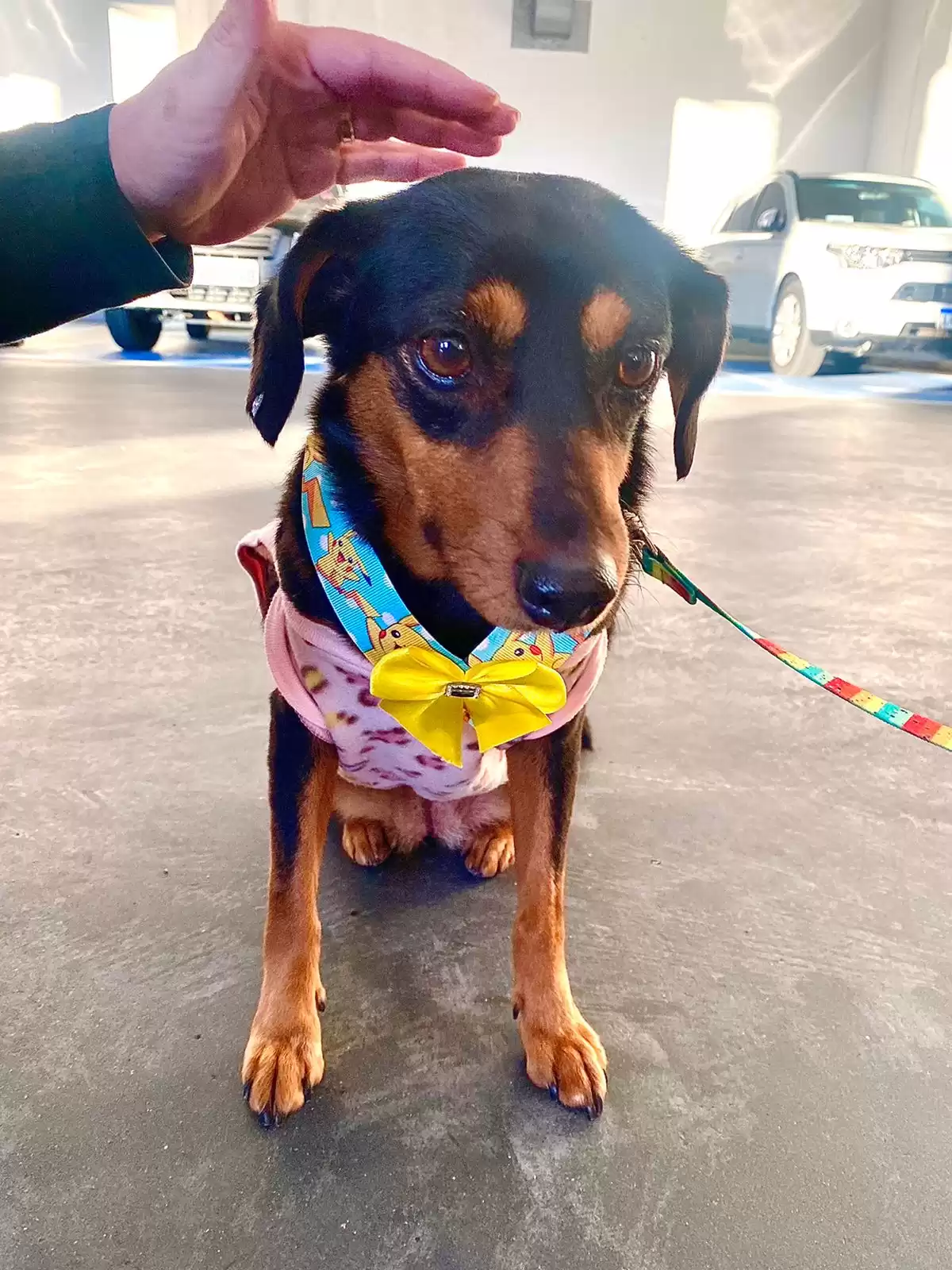 Feira de adoção de animais acontece neste sábado no Shopping Itaguaçu