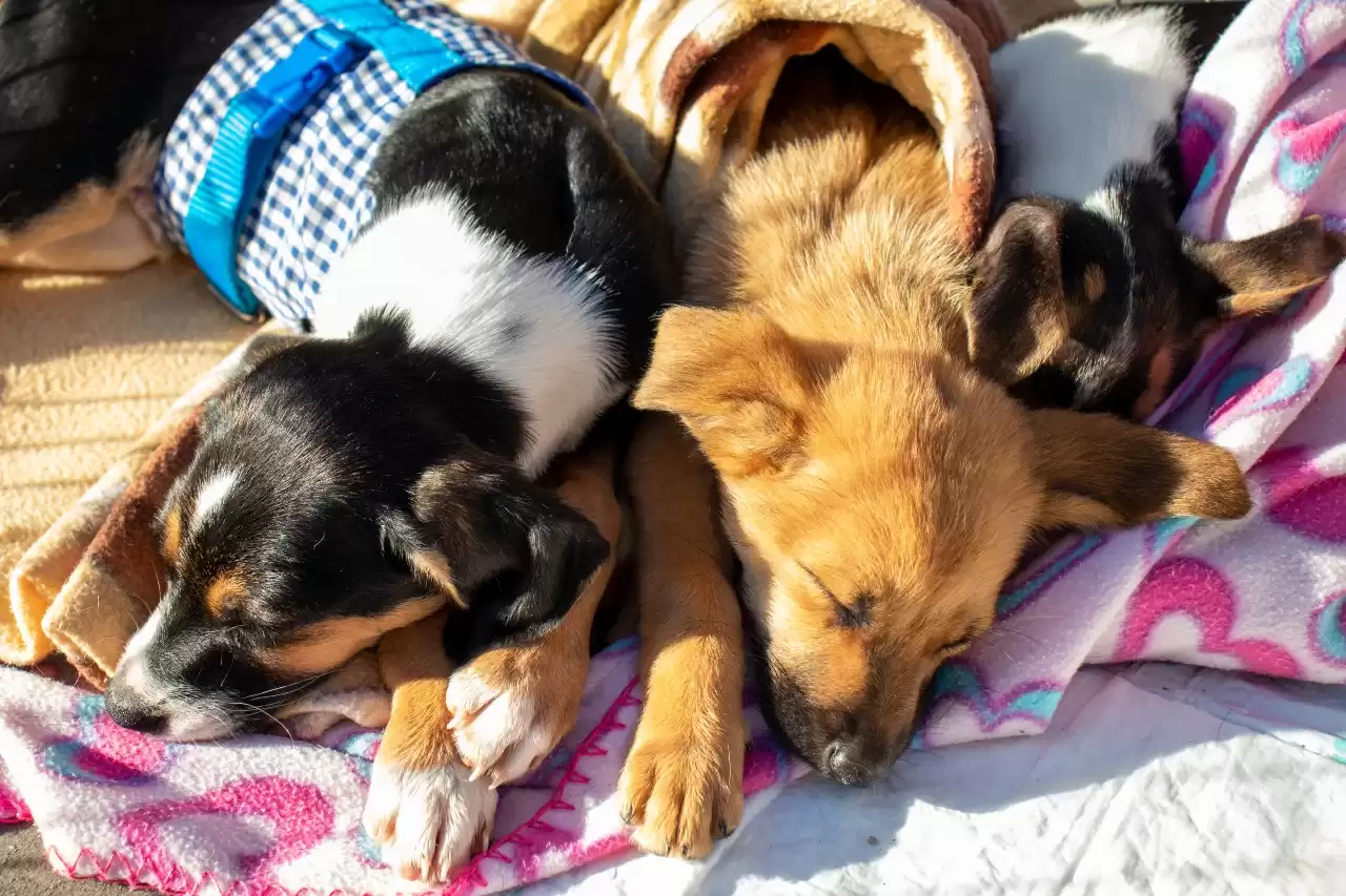 Projeto de música e adoção de animais tem segunda edição em Florianópolis