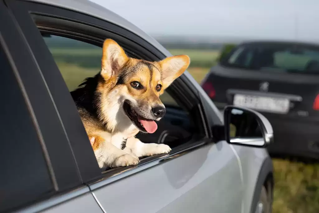 8 dicas de como viajar de carro com pets