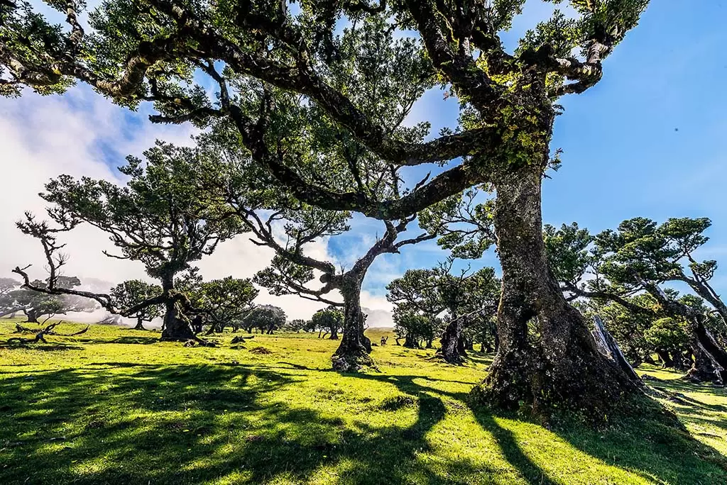 Ilha da Madeira comemora 25 anos da Floresta Laurissilva como Patrimônio Mundial da Unesco