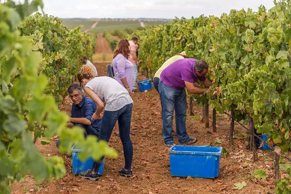 4 vinícolas para um roteiro de enoturismo pelo Alentejo