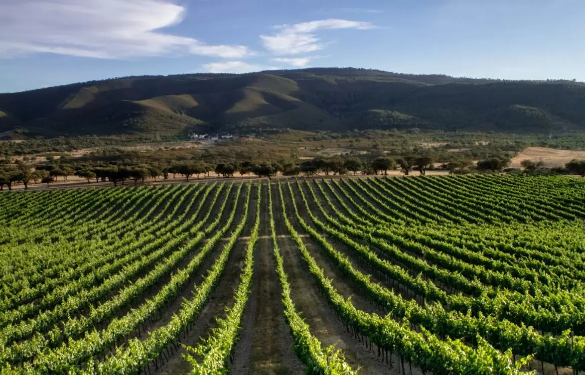 Évora: três vinícolas para conhecer no coração do Alentejo